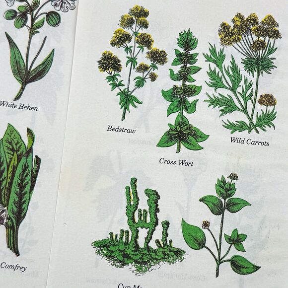 Lot of 4 Vintage Double Sided Botanical Book Plate Prints MCM Gallery Wall - Picture 12 of 12